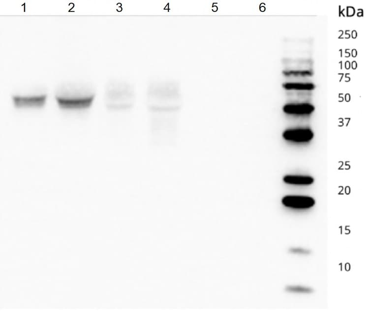 Cd82 Antibody Ts82b Bsa And Azide Free Ab59509  Western Blot Img175750