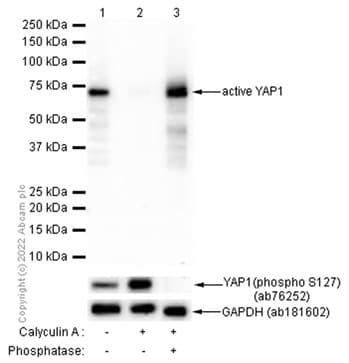 Anti-active YAP1 antibody [EPR19812](AB205270)