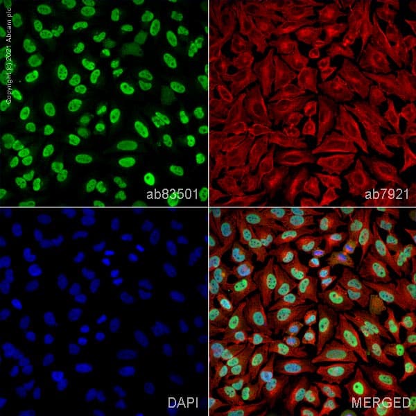 Anti-Ku70 antibody(ab83501)