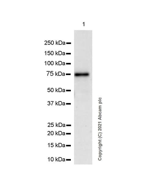 Anti-TRM1 antibody [EPR25054-72](AB283652)