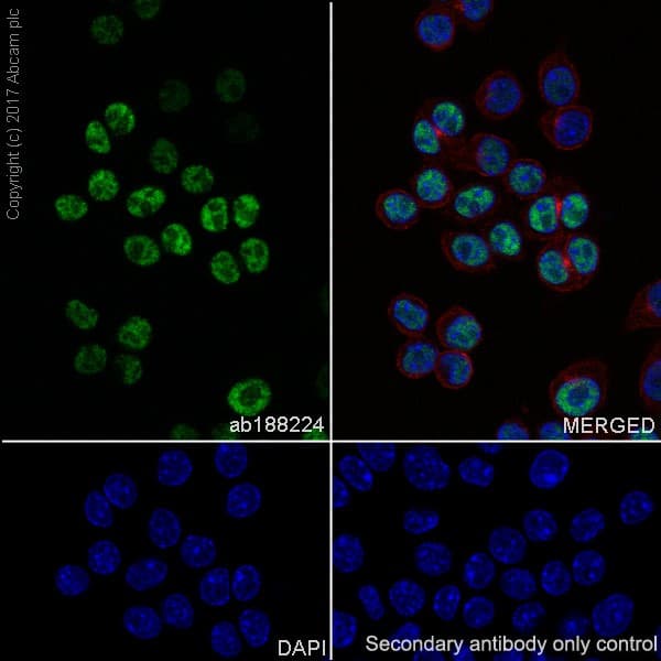 Anti-p21 antibody [EPR18021] - BSA and Azide free(AB232512)