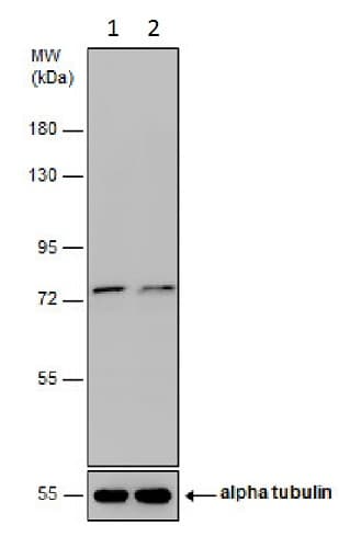 Anti-FACL4 antibody(AB227256)