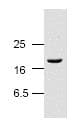Anti-Cleaved Caspase-3 antibody(AB2302)