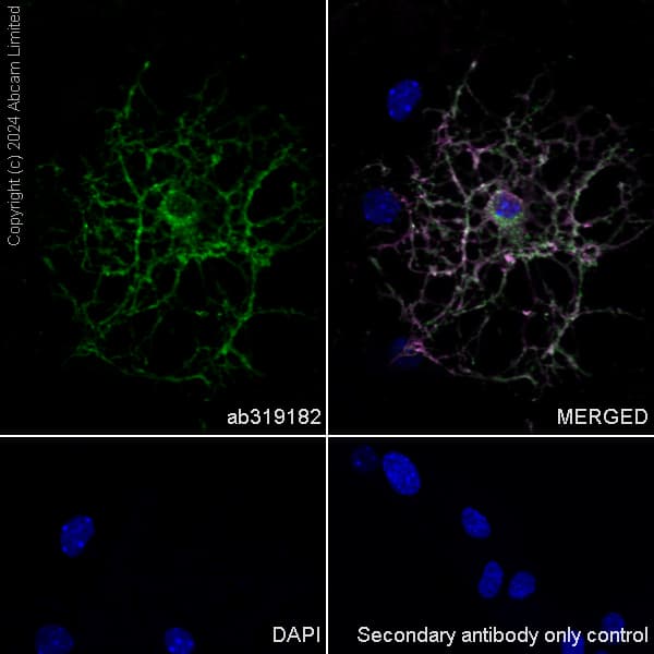 Goat Anti-Rat IgG H&L (Alexa Fluor® 647)(AB150159)
