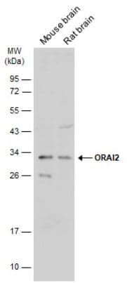Anti-Orai2 antibody(AB155216)