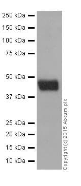Anti-SIRT6 antibody [EPR18463](AB191385)