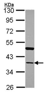 Annexin 13 Anxa13 Antibody Ab151517  Western Blot Img86791