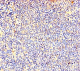 Cotl1 Antibody Ab235833  Immunohistochemistry Formalin Pfa Fixed Paraffin Embedded Sections Img117610