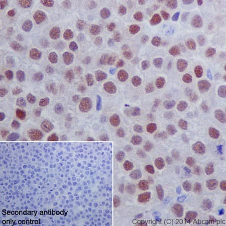 Anti-Oct4 antibody [EPR17929] - ChIP Grade - BSA and Azide free(AB271937)