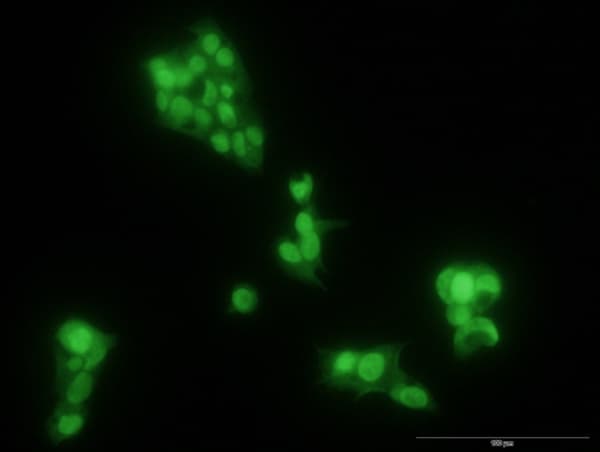 Anti-SOX9 antibody [3C10] - BSA and Azide free(AB76997)