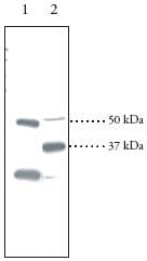 Anti-PPAR delta antibody(AB23673)