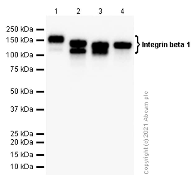 Anti-Integrin beta 1 antibody [EPR1040Y] - BSA and Azide free(AB271909)