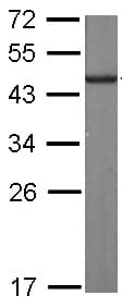 Sld5 Antibody Ab101346  Western Blot Img88824