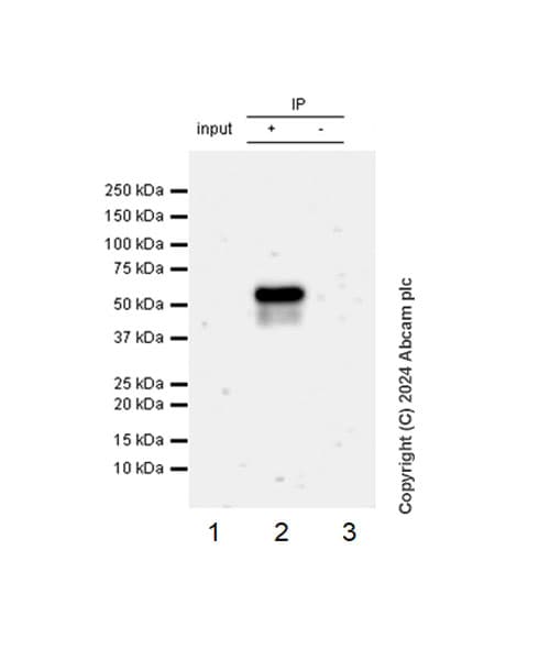Anti-PPAR gamma antibody [RM1091](AB316981)