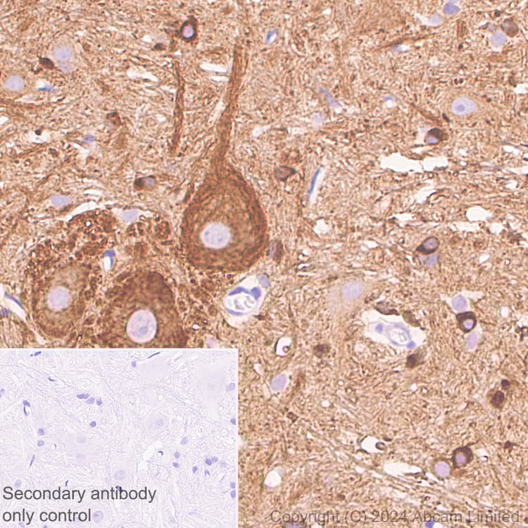 Anti-Nogo A + Nogo D antibody [EPR26286-15] - BSA and Azide free(AB318265)