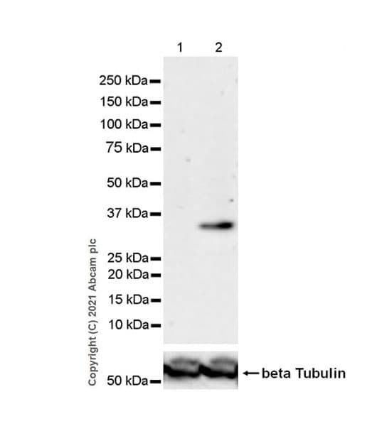 Anti-METTL1 (phospho S27) antibody [EPR24280-9](AB271062)