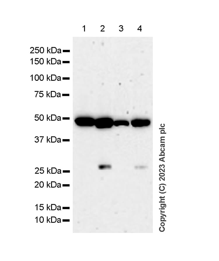 Rcc1 Antibody Epr5857 Bsa And Azide Free Ab226061  Western Blot Img431603
