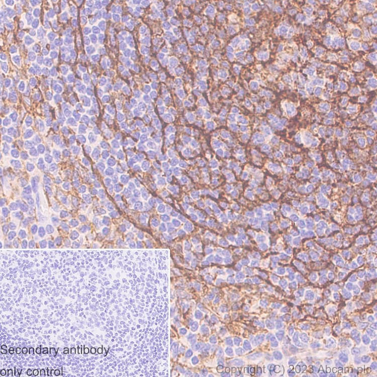 Anti-TMEM119 antibody [RM1075] - BSA and Azide free(AB314915)