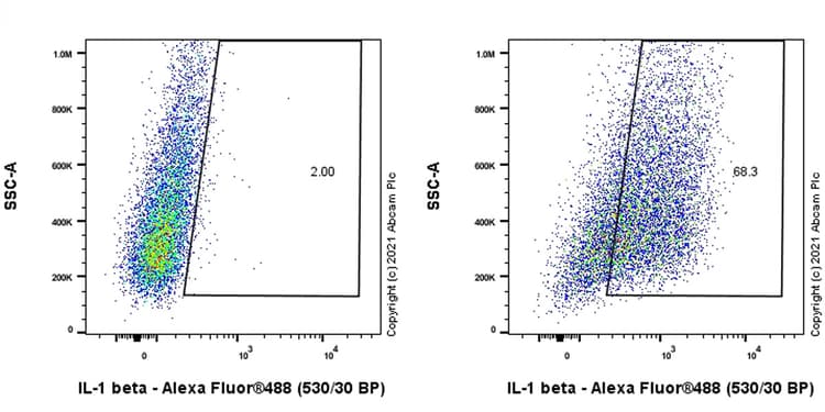 Anti-IL-1 beta antibody [EPR23851-127](AB254360)