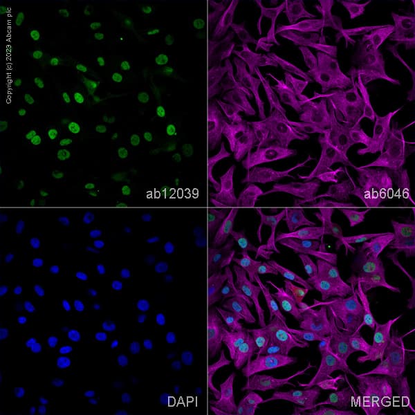 Goat Anti-Mouse IgG H&L (Alexa Fluor® 488) preadsorbed(AB150117)