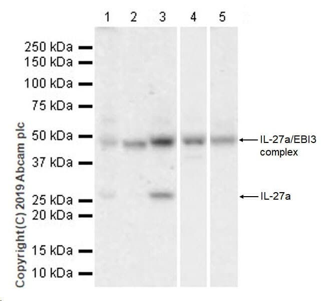 Il 27 A Antibody Epr18247 86 Ab252216  Western Blot Img170956