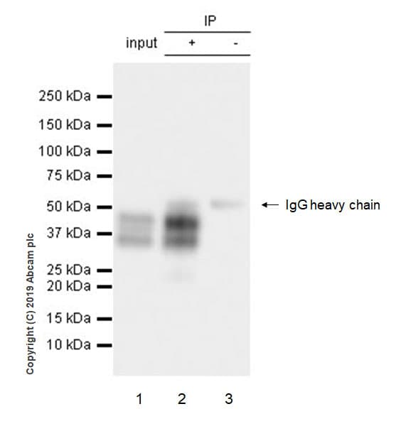Fos B Antibody Epr23489 90 Bsa And Azide Free Ab269953  Immunoprecipitation Img11028