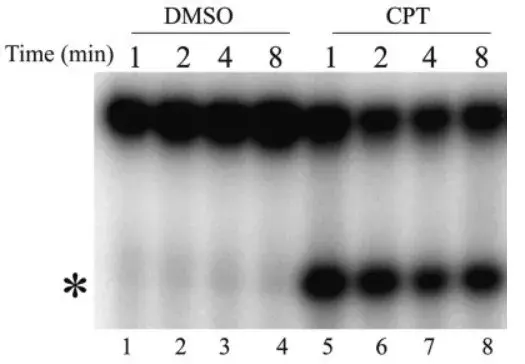 Goat Anti-Mouse IgG1 (HRP)(AB97240)