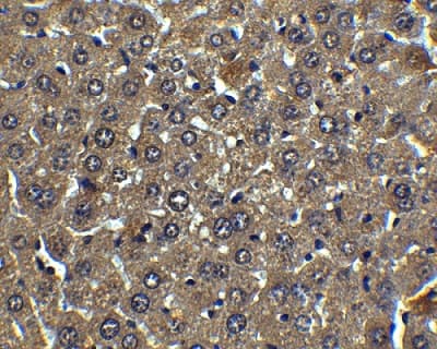 Anti-Albumin antibody(AB106582)