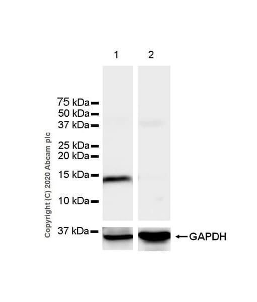 Anti-Prealbumin antibody [EPR24246-14](AB271132)