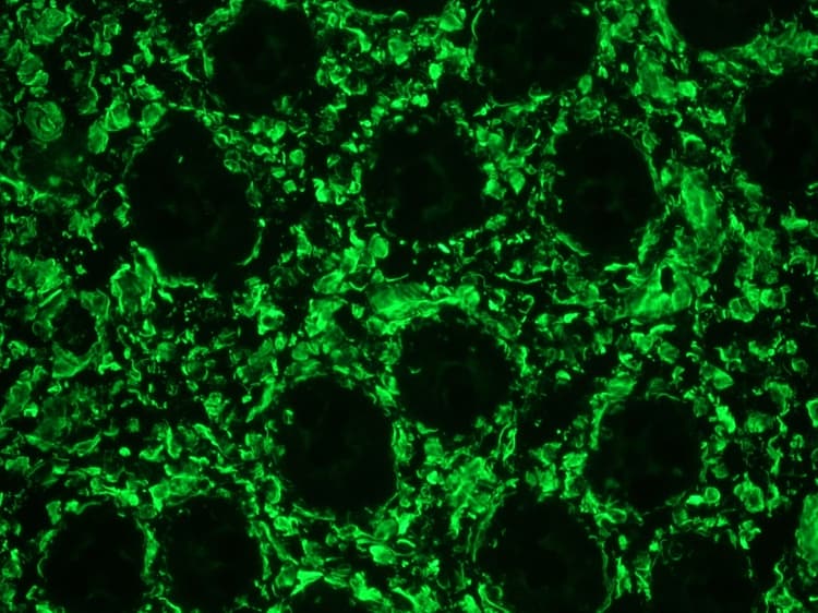 Anti-Vimentin antibody [RV202] - Cytoskeleton Marker(ab8978)