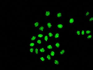 Skp2 Antibody Epr33062 Bsa And Azide Free Ab248010  Immunocytochemistry Immunofluorescence Img112540