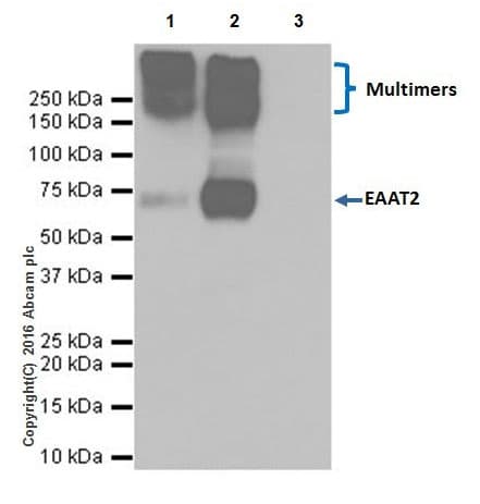 Anti-EAAT2 antibody [EPR19798] - BSA and Azide free(AB271970)