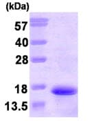 Ab87669  Sds Page Img96927