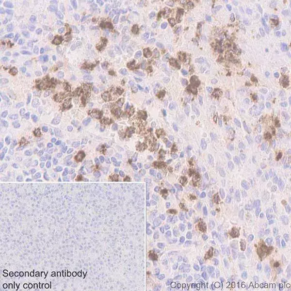 Anti-Myeloperoxidase antibody [EPR20257](AB208670)