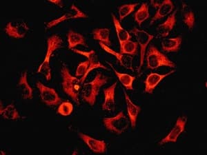 Anti-COX1 / Cyclooxygenase 1 antibody [EPR5866](AB109025)