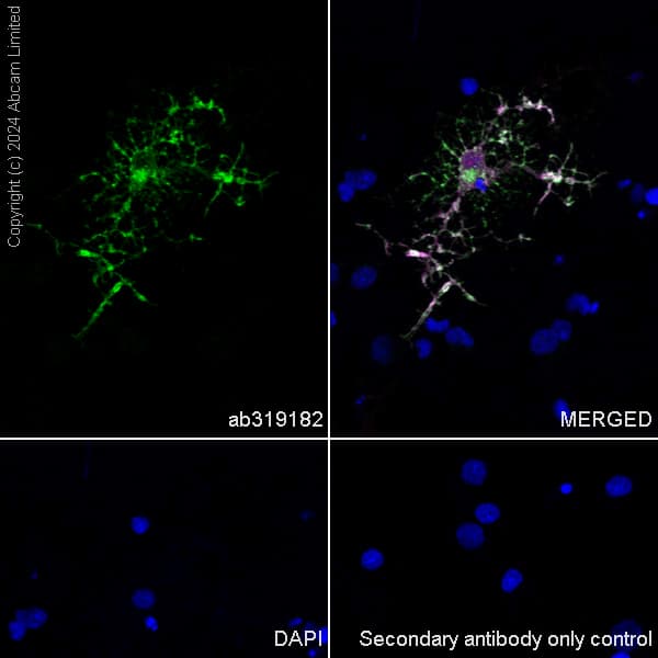 Goat Anti-Rat IgG H&L (Alexa Fluor® 647)(AB150159)