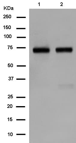 Anti-SOX9 antibody [EPR12755](AB182579)