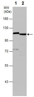 Anti-PARP1 antibody(AB227244)