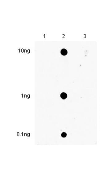 Anti-N4-acetylcytidine (ac4C) antibody [EPRNCI-184-128](AB252215)