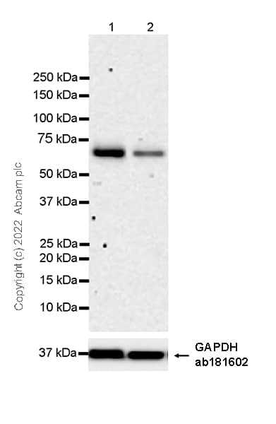 Anti-Yes antibody [1/Yes] - BSA and Azide Free(AB305328)