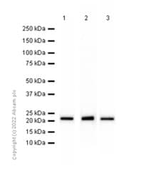 Rpl9 Antibody Ep13752 Bsa And Azide Free Ab284834  Western Blot Img407585