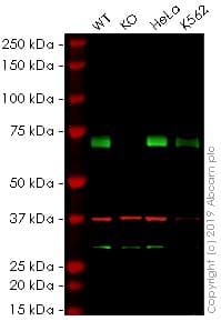 Anti-HSF1 antibody [10H8](AB61382)