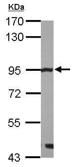 Anti-Mre11 antibody - C-terminal(AB227452)