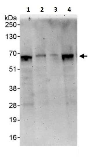 Cryptochrome I Cry1 Antibody Ab245564  Western Blot Img5754