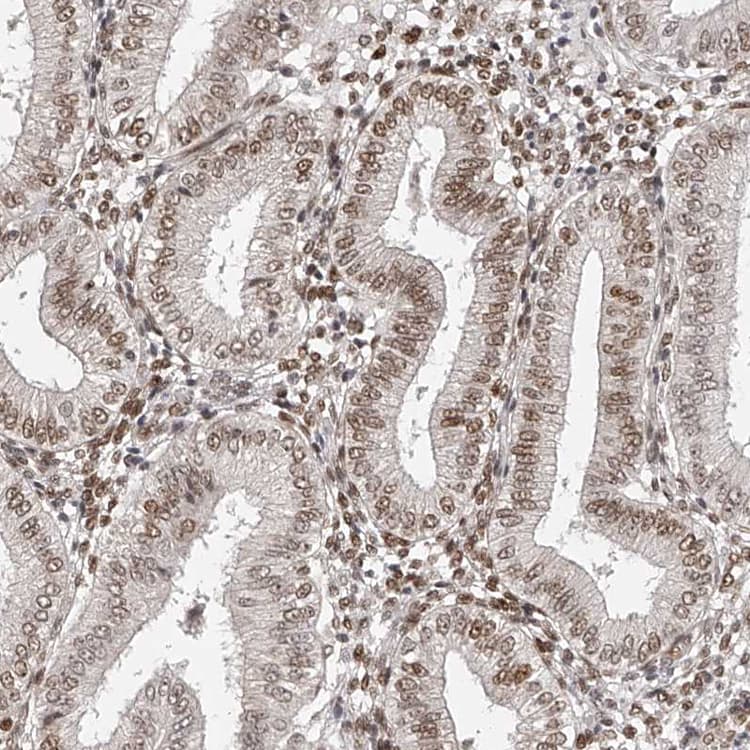 Znf503 Antibody Ab254715  Immunohistochemistry Formalin Pfa Fixed Paraffin Embedded Sections Img70777