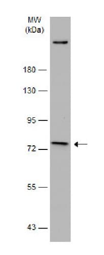 Anti-FACL4 antibody(AB227256)