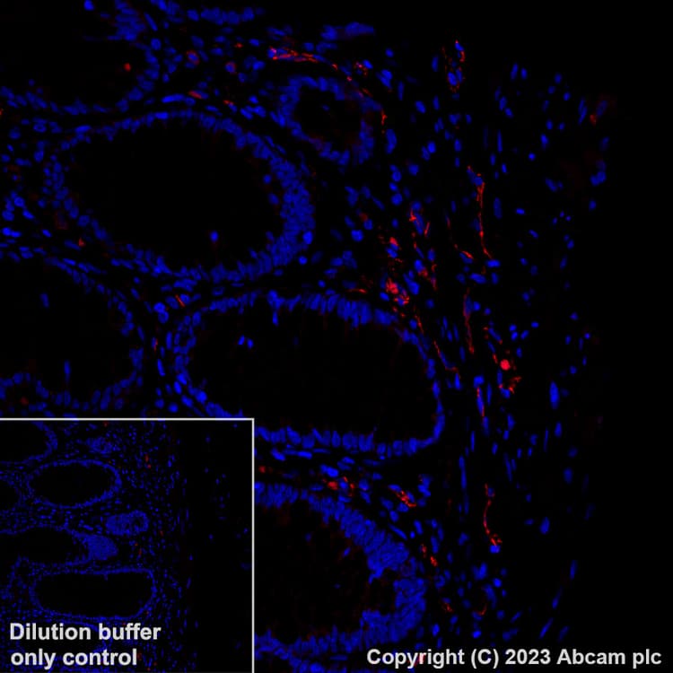 Alexa Fluor® 555 Anti-CD31 antibody [EPR17259](ab312892)