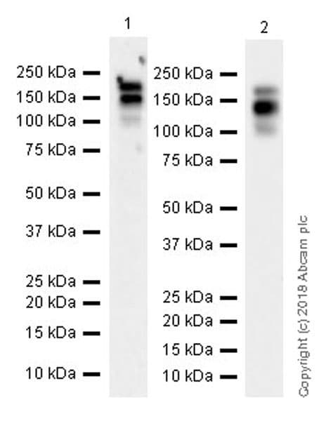 Anti-PDGFR alpha antibody [EPR22059-270](AB203491)