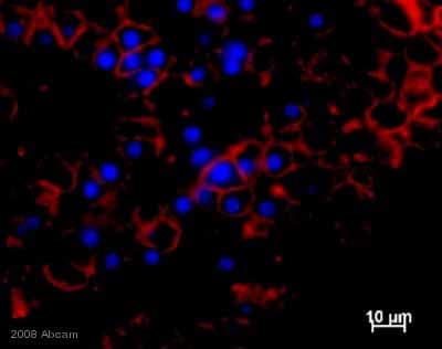 Anti-alpha 1 Sodium Potassium ATPase antibody [M8-P1-A3](AB2872)