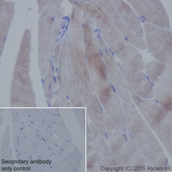 Anti-Alpha Skeletal Muscle Actin antibody [EPR18430] - BSA and Azide free(AB250775)